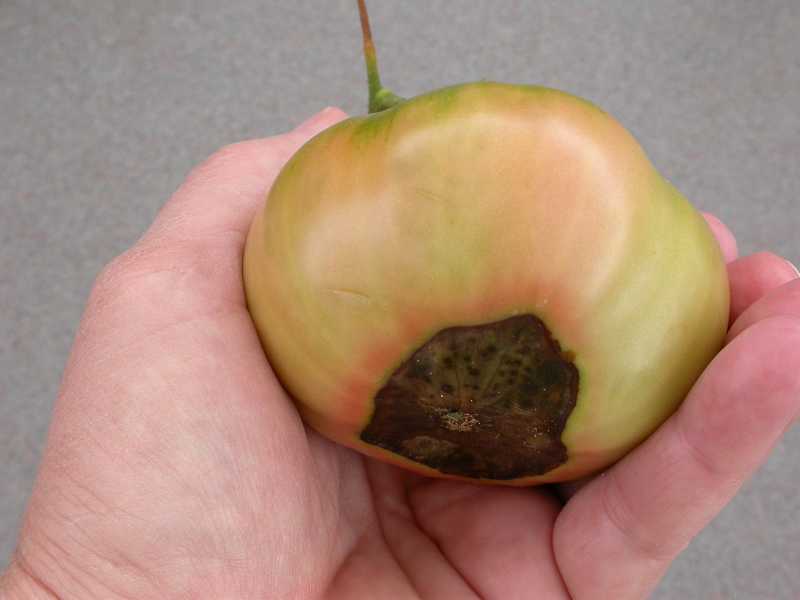 Blossom End Rot of Tomato and Pepper